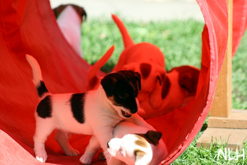 110520_ putkessa2.jpg - Puppies in tunnel
